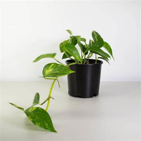 GREEN MAGICIAN I Money Live Natural Plant | Good Luck Money Plant (Pot ...