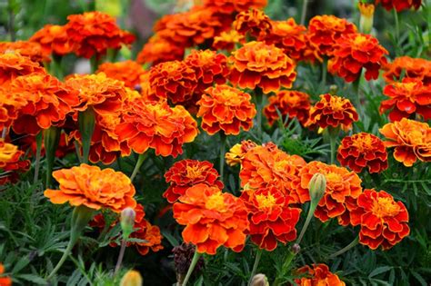 10 Best Summer Flowers to Grow in India – Ugaoo