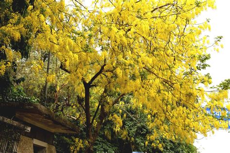 Delhi's Summer Blossom