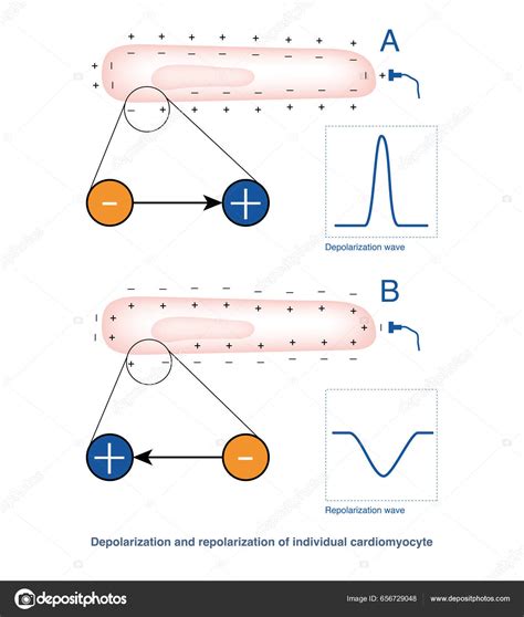 Repolarization Of The Heart Muscle