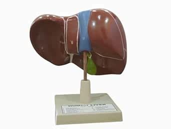 AI-Human Liver Model/on stand Anatomical model/Used for educational ...