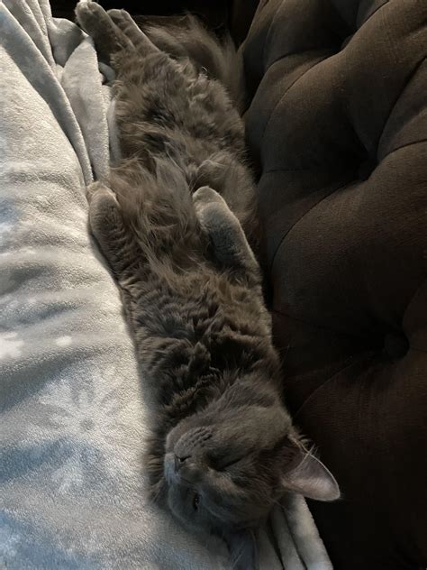 Long Neb : r/nebelung