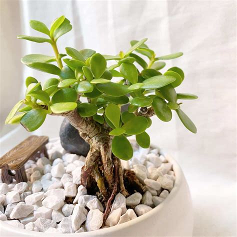 Jade Plant Uses: Jade Plant Care – EMSRY