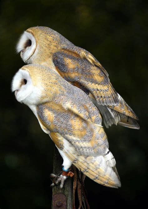 Twilight Flying Evening and 2 course Christmas Dinner., The Raptor ...