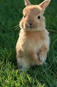 Image result for Bunny Nose Cut Out