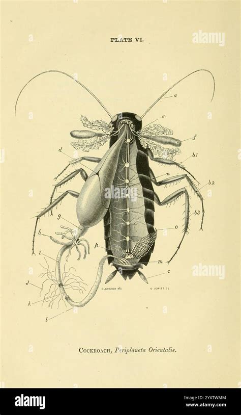 Inside a Cockroach 的图像结果