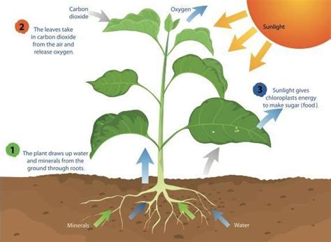 How we draw photosynthesis - Brainly.in