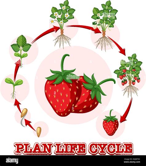 Everbearing Strawberry Life Cycle at Linda Mazon blog
