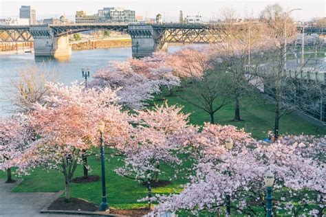 Portland Cherry Blossom Tracker (What to Expect in 2025)