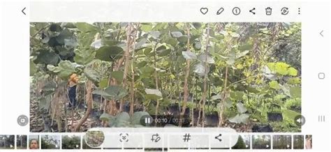 Herb Plant - Lasoda Plants 12 feet Trader - Retailer from Ghaziabad