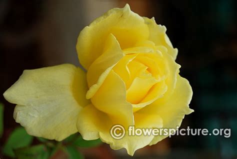 Rose varieties with names gallery-1