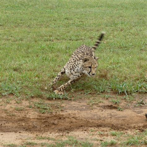 CHEETAH VIEW LODGE (Otjiwarongo, Namibia, Africa) - Lodge Reviews ...