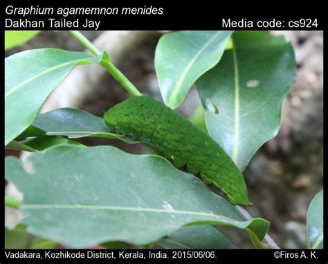 Graphium agamemnon | Butterfly