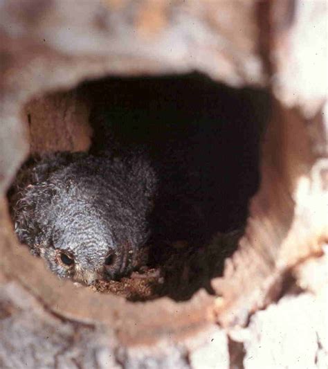 Image result for Owl Exploding