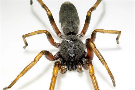 White-Tailed Spider | Habitat, Bite & Facts - Spider Pedia