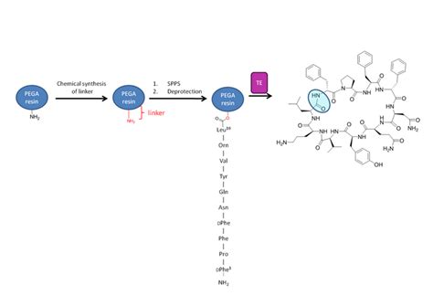 Tyrocidine | Encyclopedia MDPI