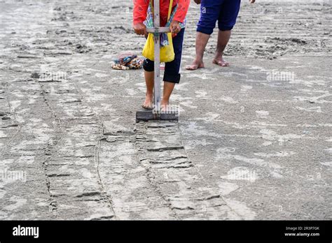 Image result for Finding Tropical Shells