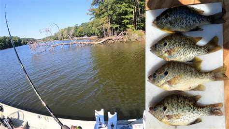 Image result for Shellcracker Fishing 2014