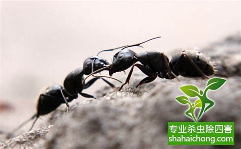 果园蚂蚁防治的六个小方法_蚂蚁防治_除四害消杀灭虫网