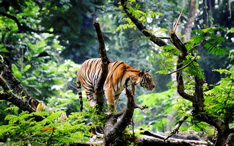 Bengal Tiger in Jungle Wallpapers | HD Wallpapers | ID #15726