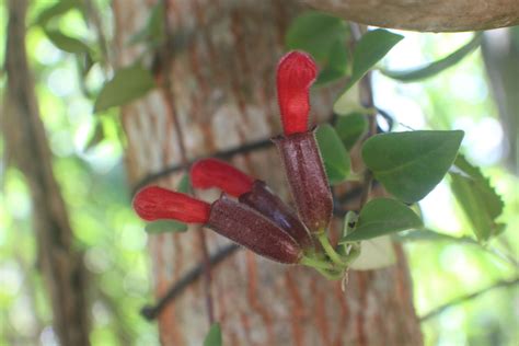 Aeschynanthus radicans Jack | Plants of the World Online | Kew Science