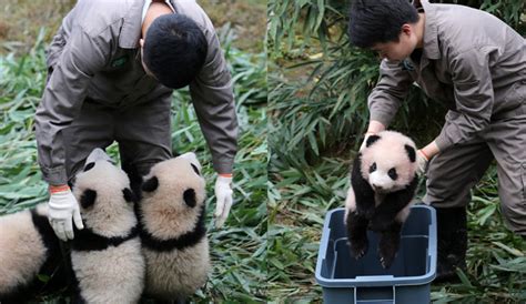 旅日熊猫宝宝首次与公众见面 游客直呼“太可爱” - 中国日报网