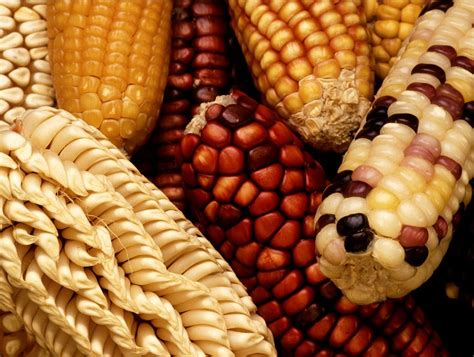 转基因玉米遭强铲，辨别转基因食品，人人都要学会