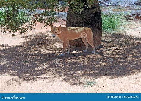 Dingo Australian Wild Dog in the Outback of Qeensland Australia Stock ...