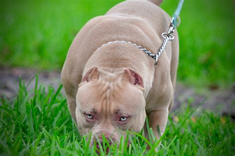 What Is A Pocket Bully Puppy at Koby Rawling blog