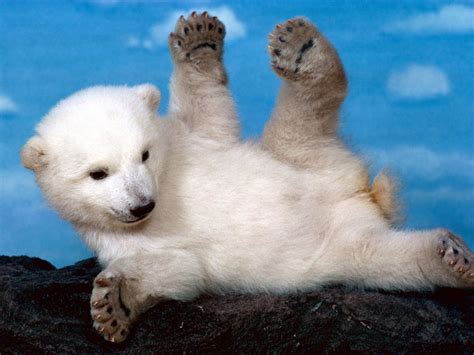 Cute Baby Polar Bear Wallpapers - Wallpaper - High Quality Free Download