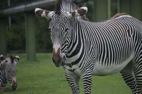 Definitive Guide To Grévy's Zebra Facts, Habitat, Conservation Status, Zoo Populations, Pictures ...