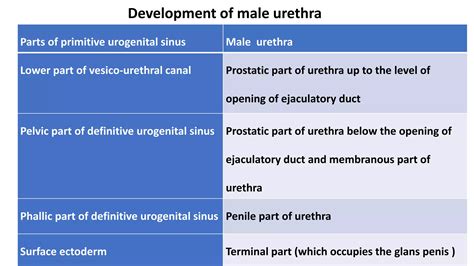 Development of urethra | PPTX