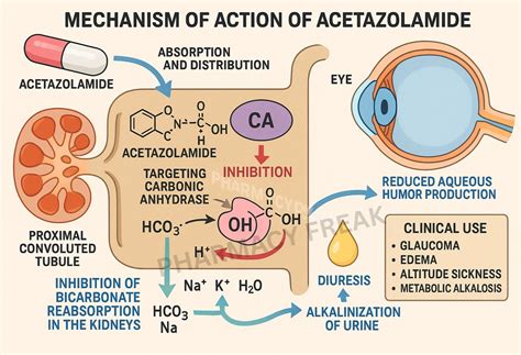 Mechanism of Action of Acetazolamide