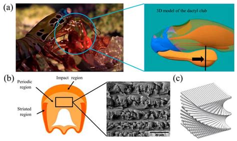 Biomimetics | Special Issue : Bionic Engineering for Boosting ...