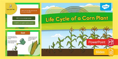 Life Cycle of a Corn Plant PowerPoint & Google Slides