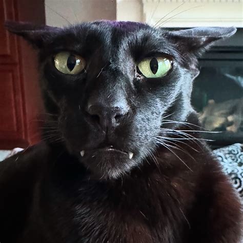 hobbikats | The OFFICIAL EVIL LARRY STORE IS NOW LIVE 😈 Come check our ...