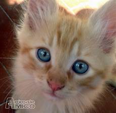 gatti persiani da adottare offro in regalo cucciolo da privato a pi regalasi gattini gatti persiani da adottare offro in regalo cucciolo da privato a pi regalasi gattini