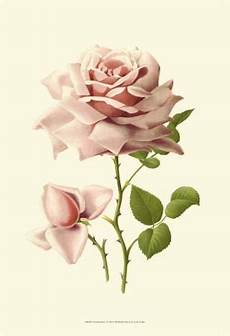 ste antiche fiori i prints by r guillot at allposters ste antiche fiori i prints by r guillot at allposters