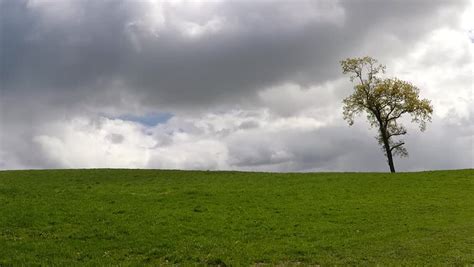 Image result for Time Loop Tree