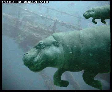 Image result for HMAS Perth Wreck