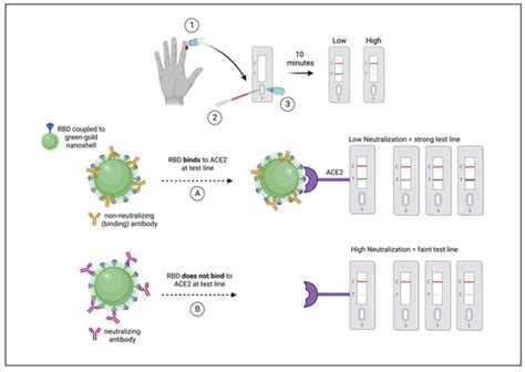 Longitudinal Comparison of Neutralizing Antibody Responses to COVID-19 ...