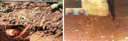 Natural enemies of Root grub: