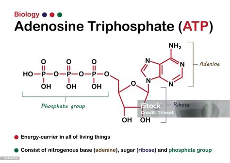 Image result for ATP Molecule Structure