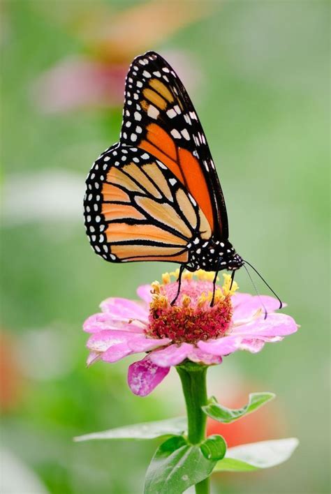 Planting Pollinator-Attracting Plants and Pulling Invasive Plants ...