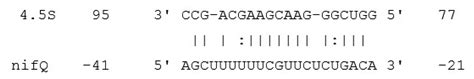 Bacterial Small RNAs in the Genus Herbaspirillum spp.