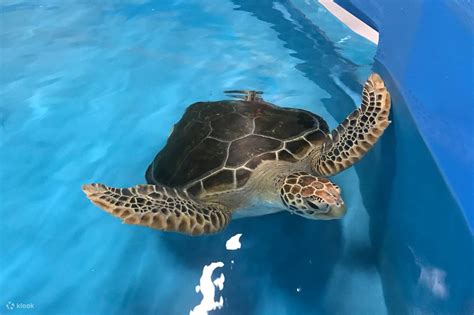 Cairns Aquarium Ticket with Ultimate VIP Tour - Klook India