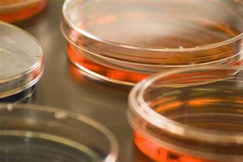 How to Make Nutrient Agar for Petri Dishes | Sciencing