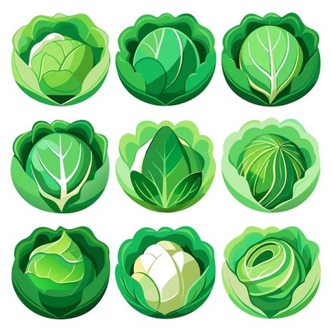 Nine green cabbages with different textures and perspectives on white ...