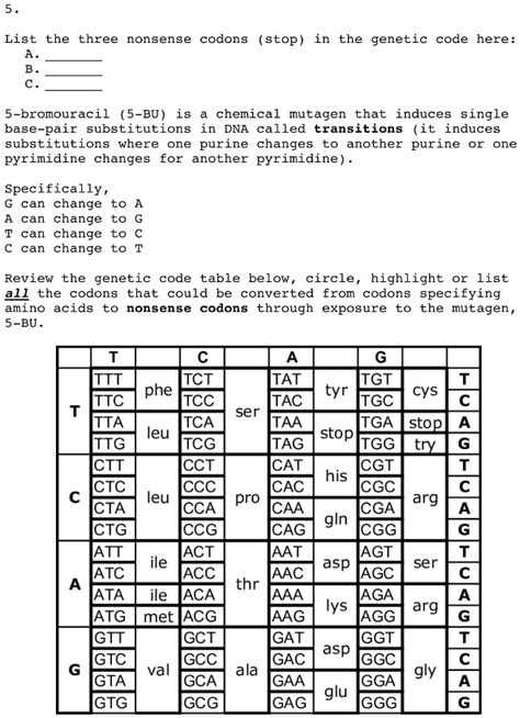 Image result for Stop Codons Nonsense Mutations
