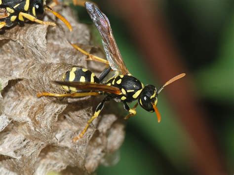 Paper Wasp Queen